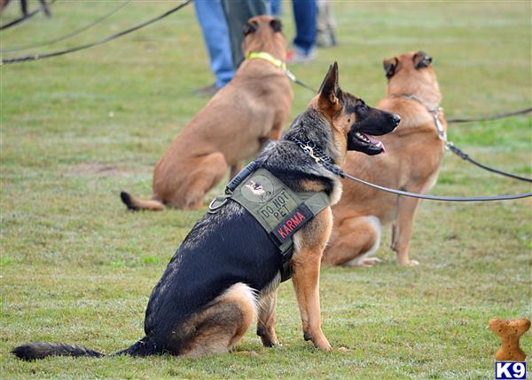 german shepherd puppy posted by Judy Smithson